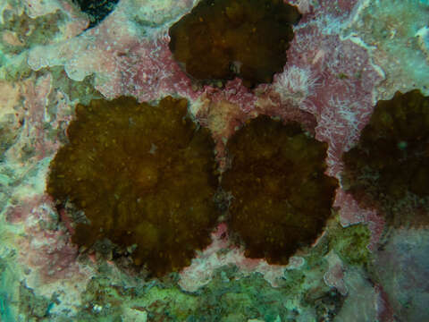 Image of Tonga blue mushroom anemone