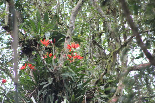 Imagem de Hippeastrum aulicum (Ker Gawl.) Herb.