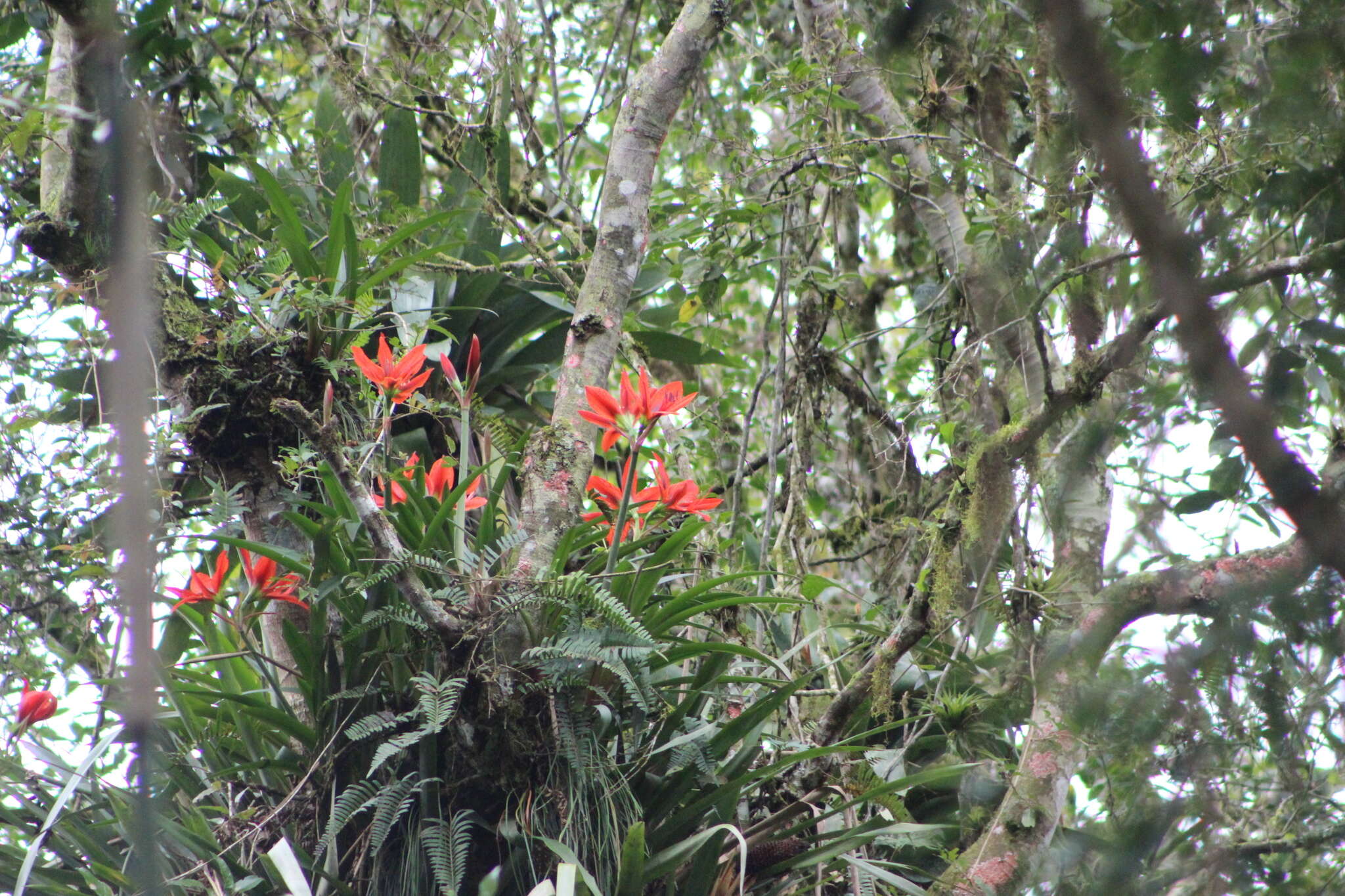 Image of Hippeastrum aulicum (Ker Gawl.) Herb.