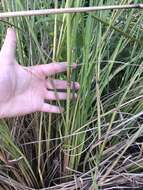 Image of Slender Ditch Crown Grass