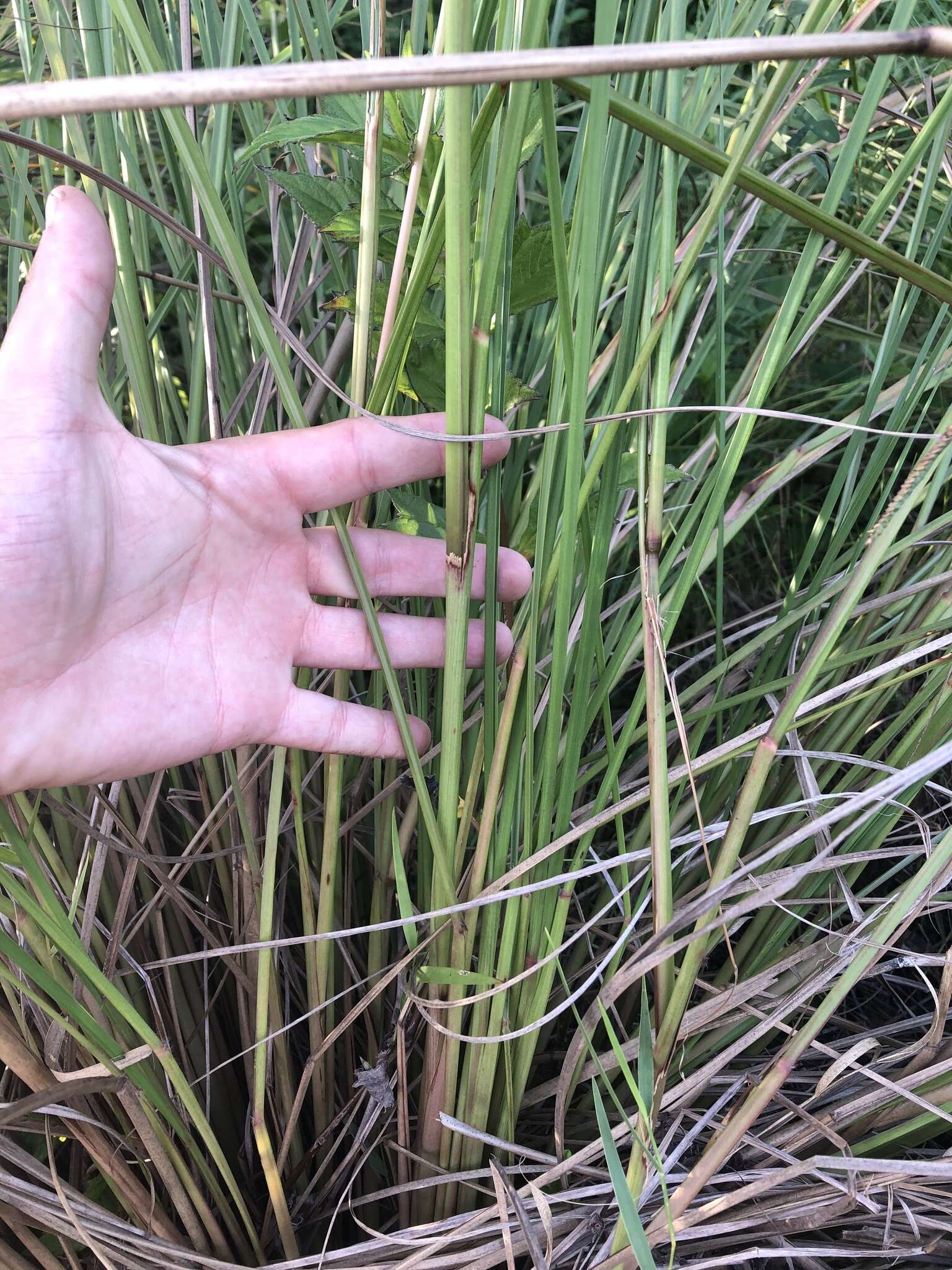 Image of Slender Ditch Crown Grass