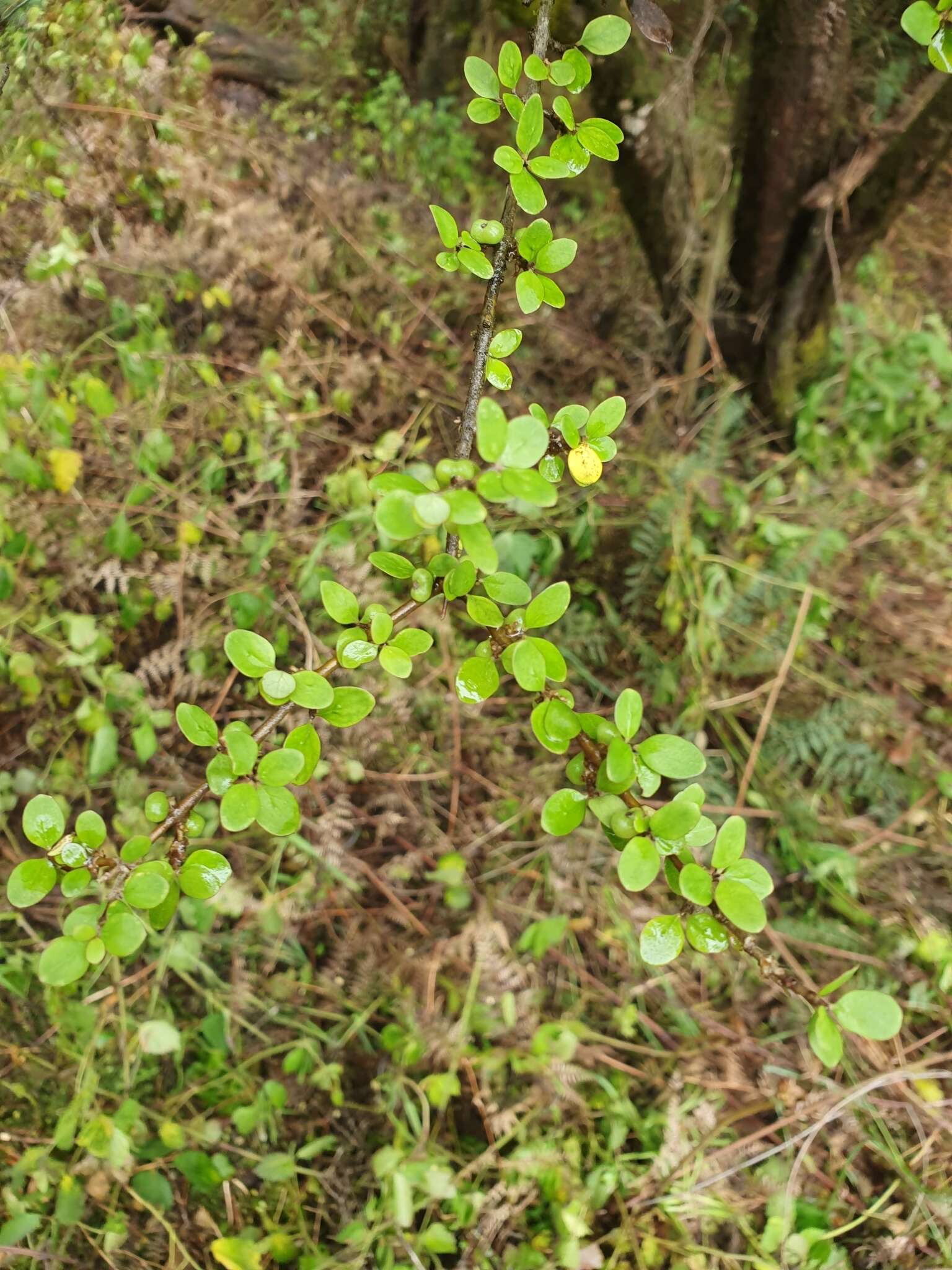 Imagem de Coprosma wallii Petrie