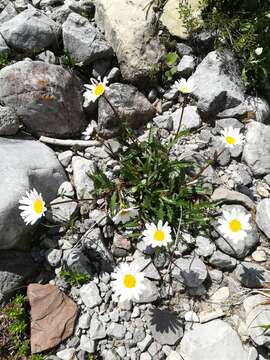 Слика од Leucanthemum halleri (Suter) Polatschek