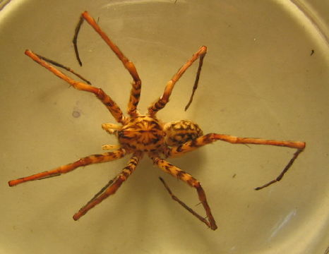 539.mulad ase172 araneae xenoctenus sp d 1449693636 jpg.580x360