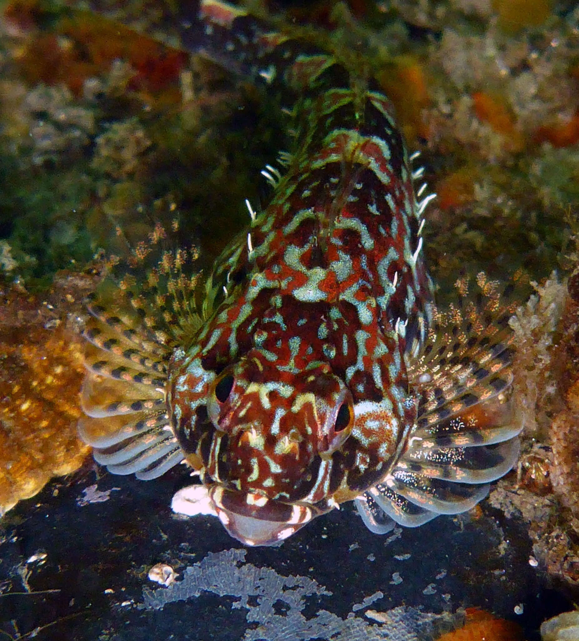 Image of Prickly sculpin