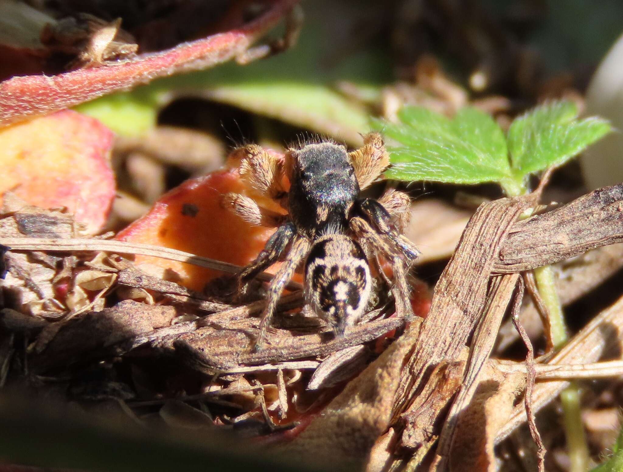 Image of Habronattus captiosus (Gertsch 1934)