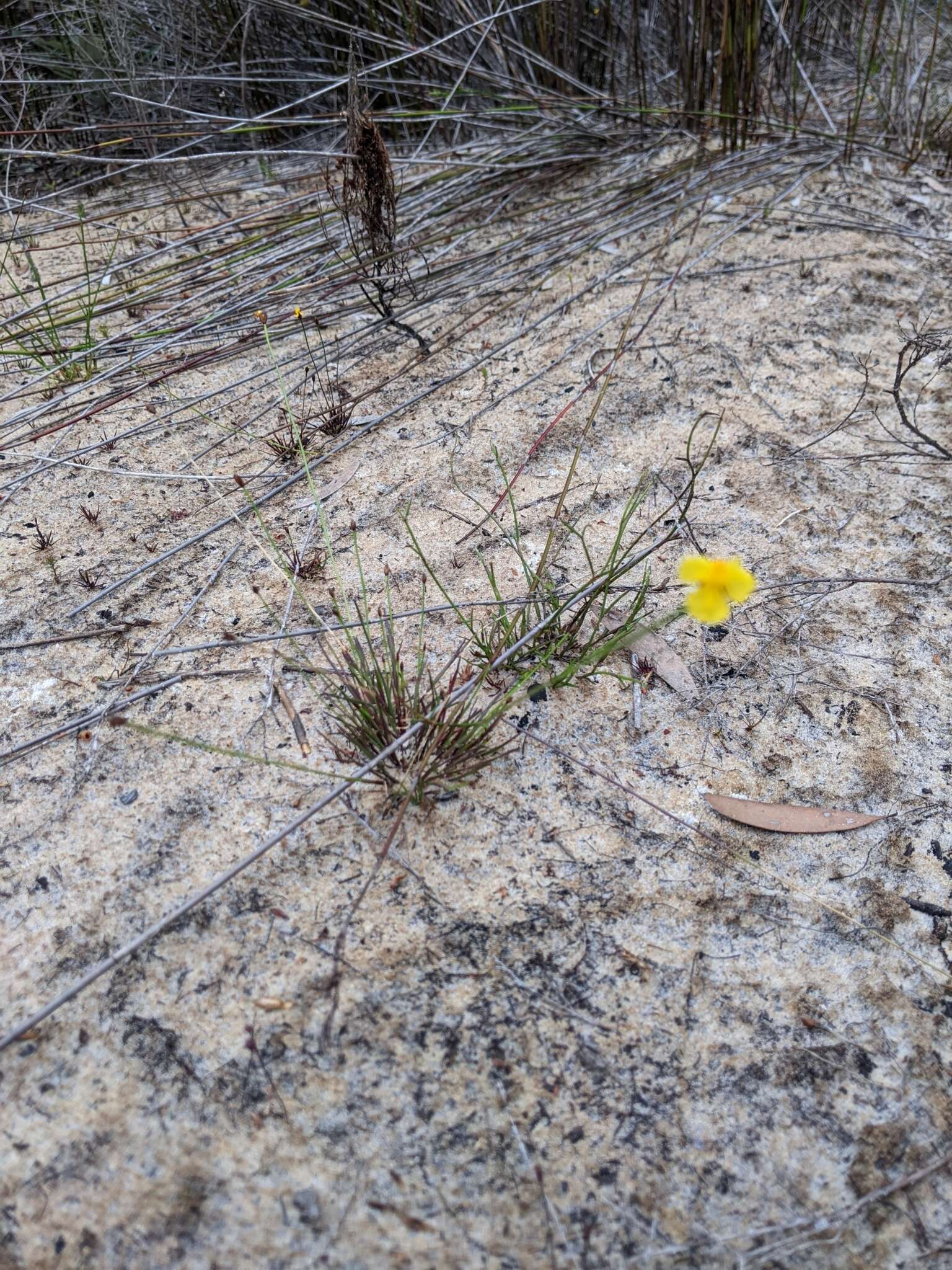 Image of Xyris juncea R. Br.