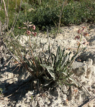 Image of Matthiola fragrans (Fisch.) Bunge