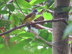 Image of Yellow-bellied Bulbul