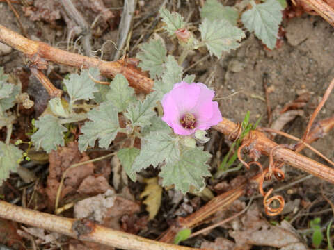 Image of Sphaeralcea mendocina Phil.