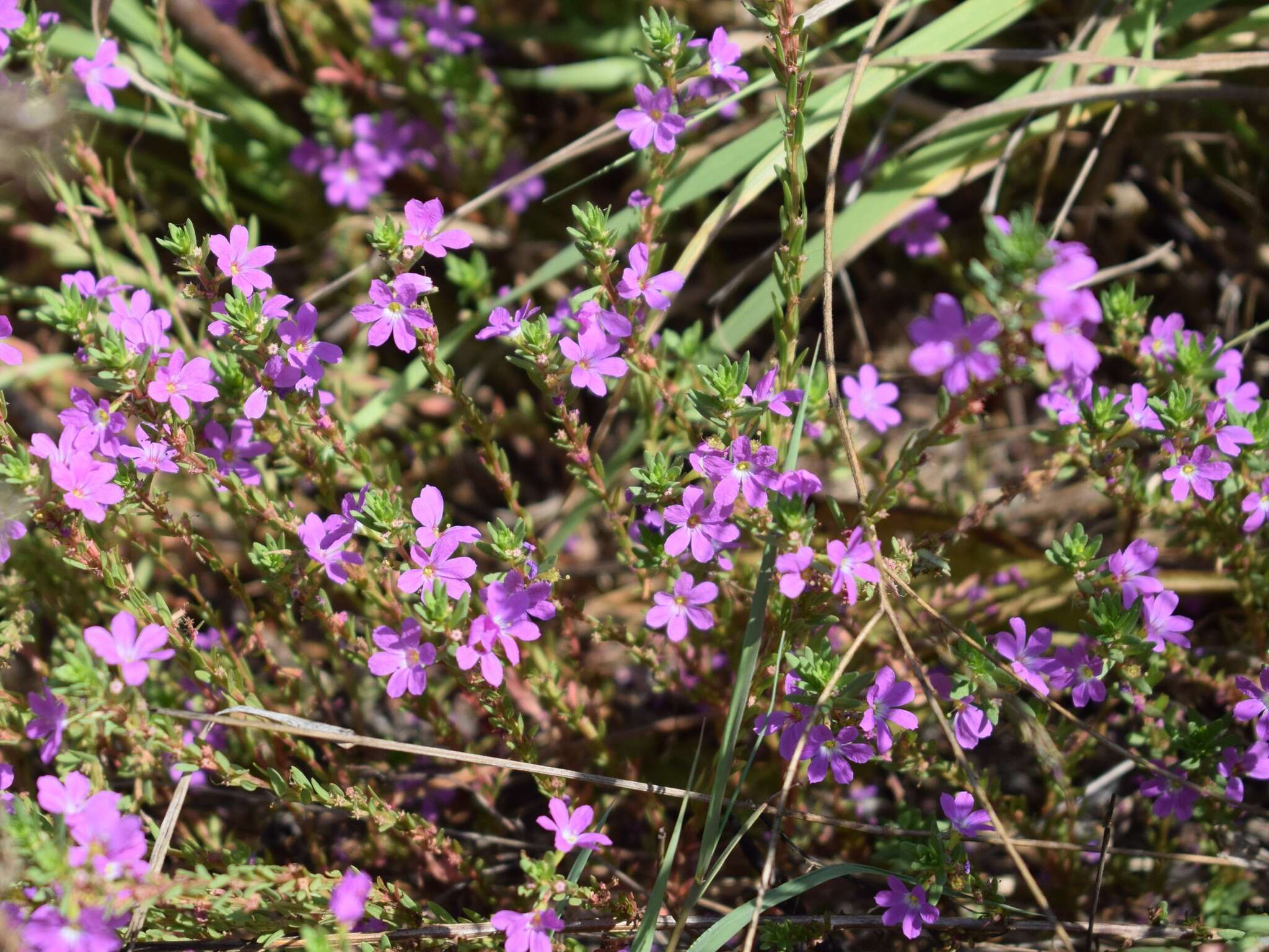 Image of False Grass-poly