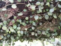 Image of Peperomia bangrooana C. DC.