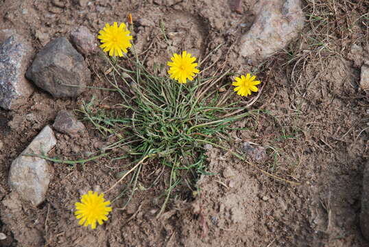 Scorzoneroides autumnalis (L.) Moench resmi