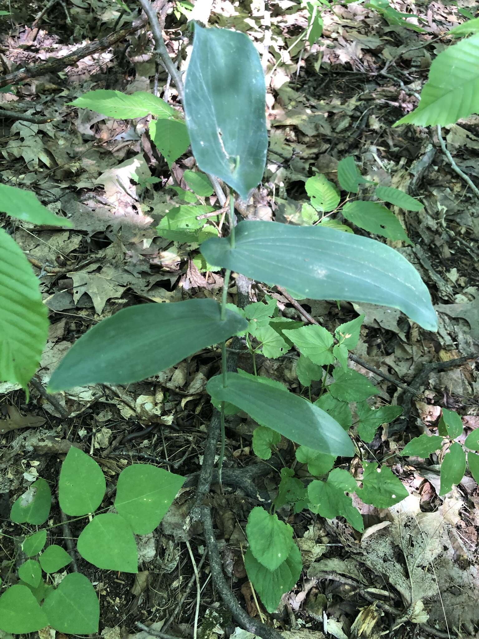 Image of Uvularia L.