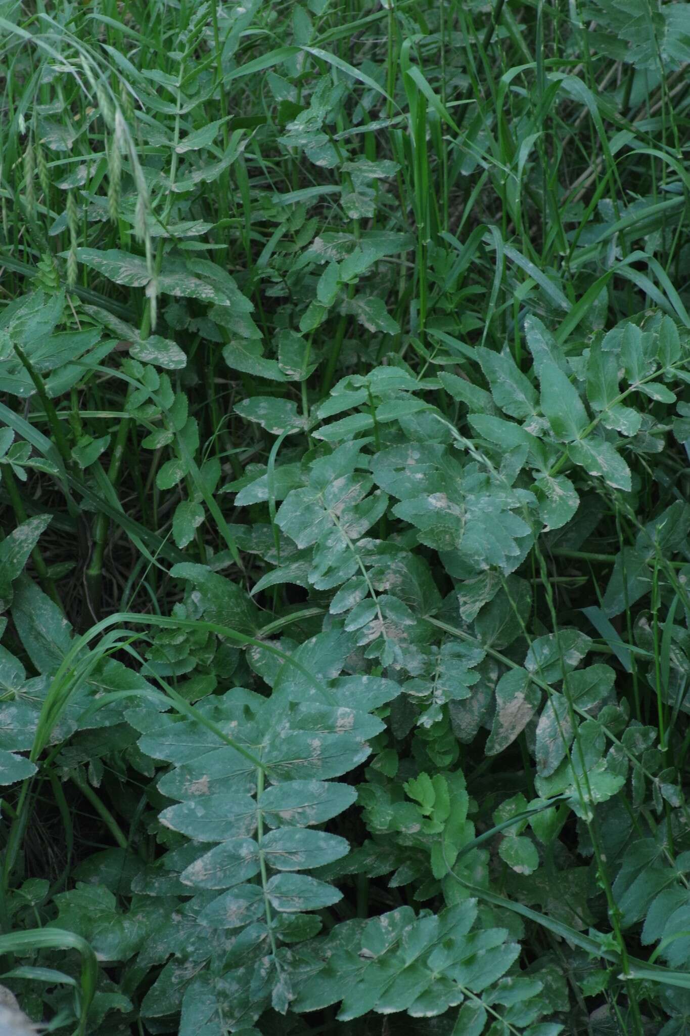 Imagem de Berula erecta subsp. thunbergii (DC.) B. L. Burtt