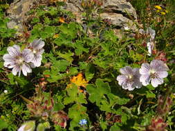 Image of cranesbill