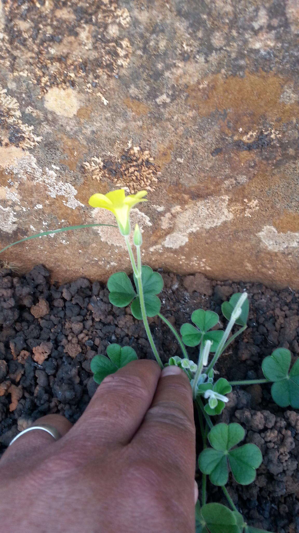 Image of Oxalis lasiorrhiza Salter