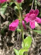 Слика од Penstemon triflorus Heller