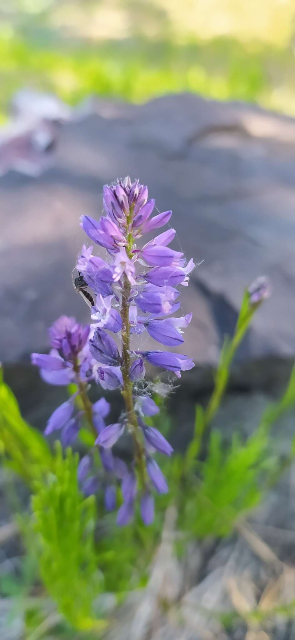 Image of Polygala comosa subsp. comosa