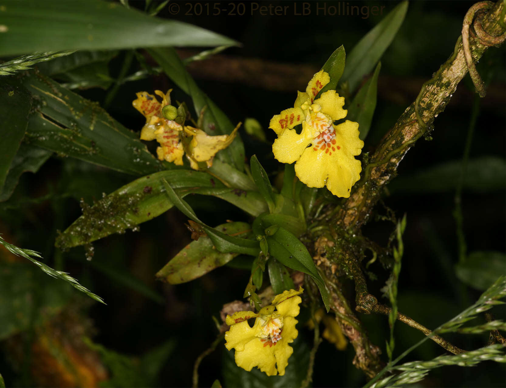 Image of Erycina crista-galli (Rchb. fil.) N. H. Williams & M. W. Chase