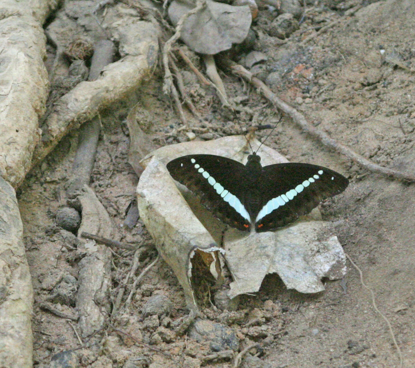 Image of Euthalia recta monilis Moore 1897