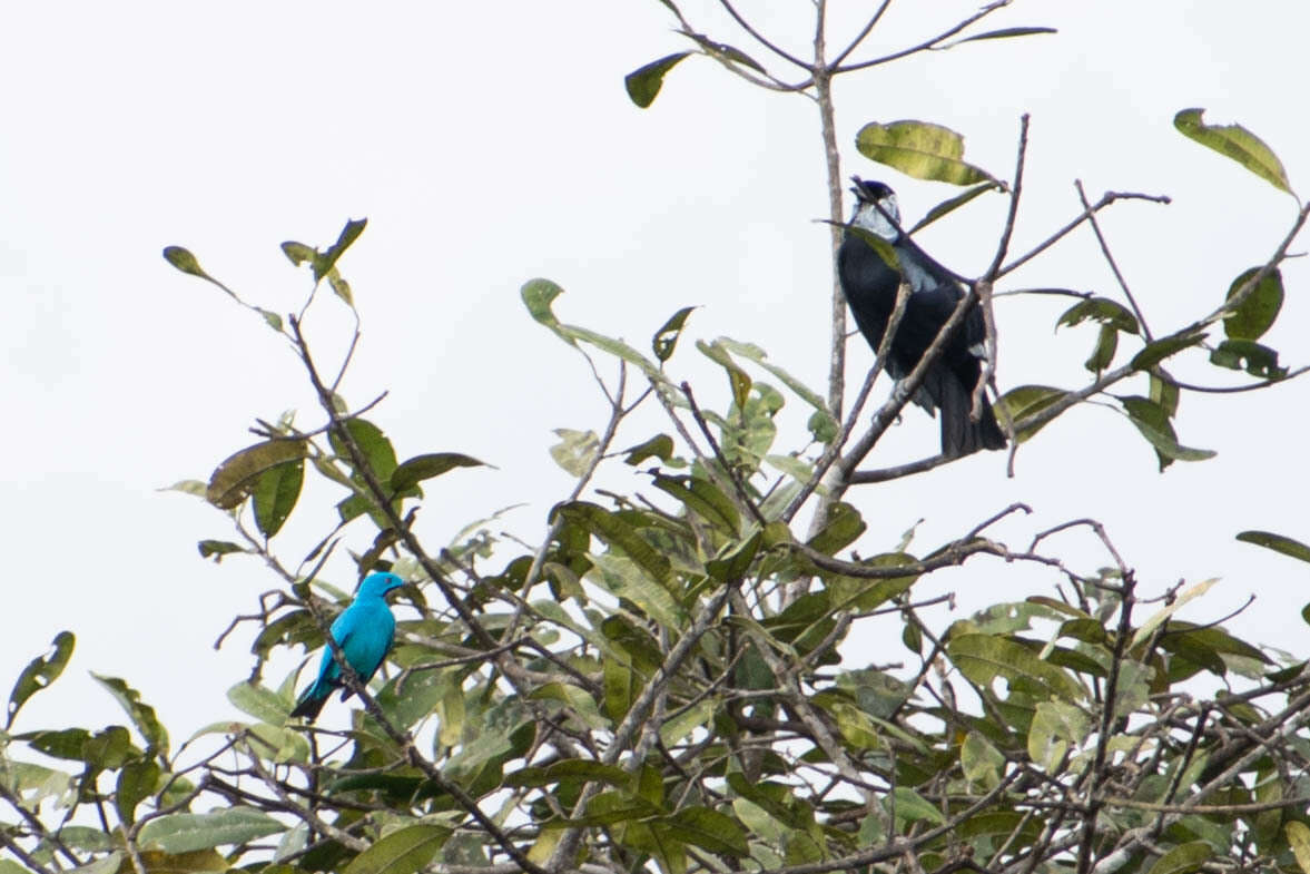 Image of Plum-throated Cotinga