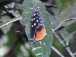 صورة Callithomia