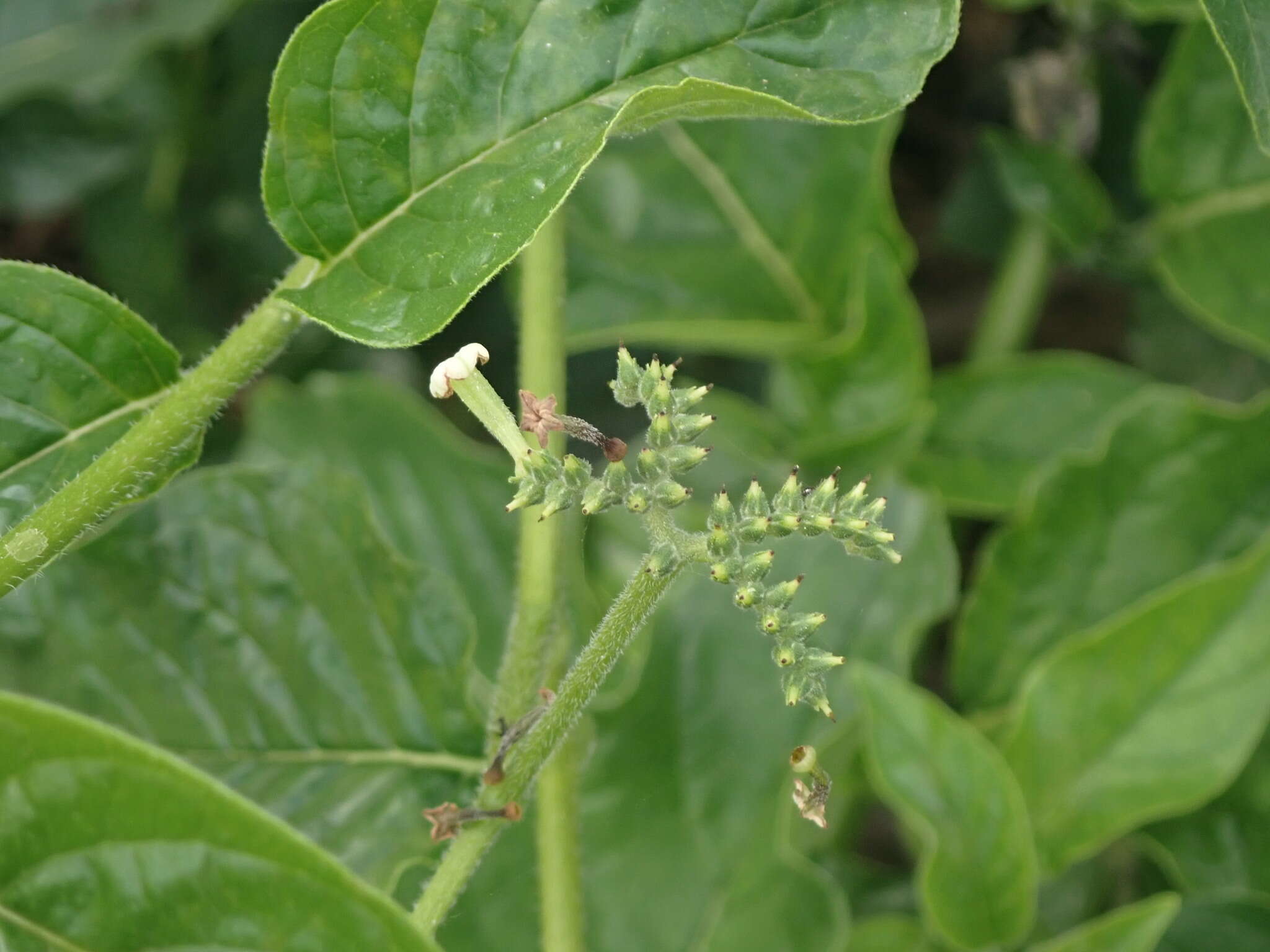 Image of Heliotropium sarmentosum (Lam.) Craven