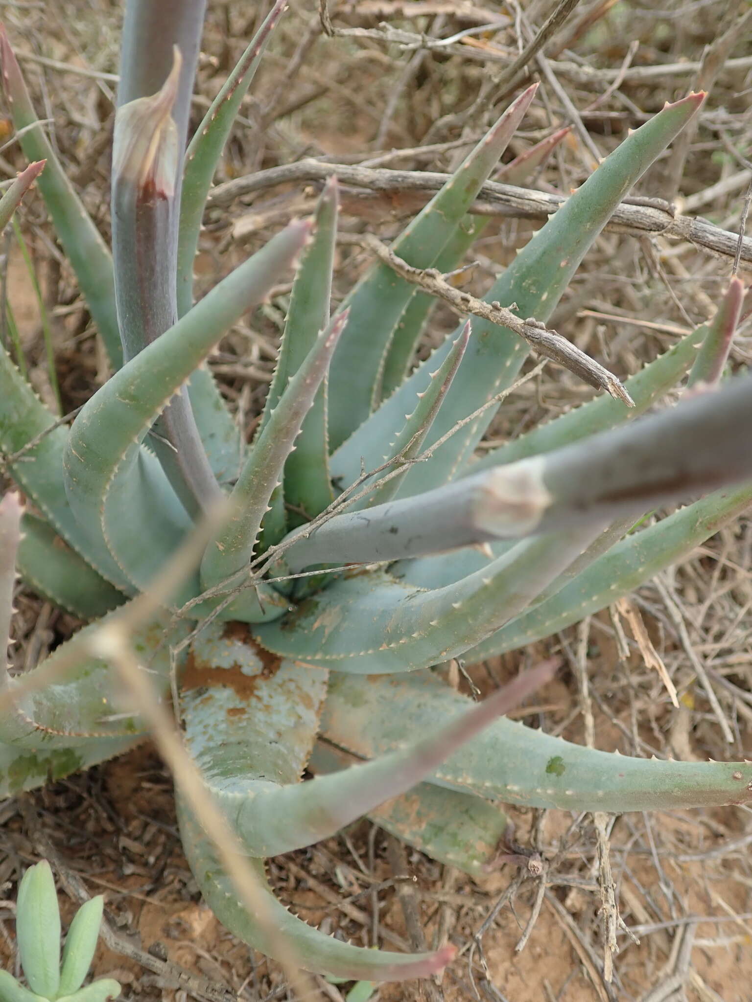 Aloe krapohliana Marloth resmi