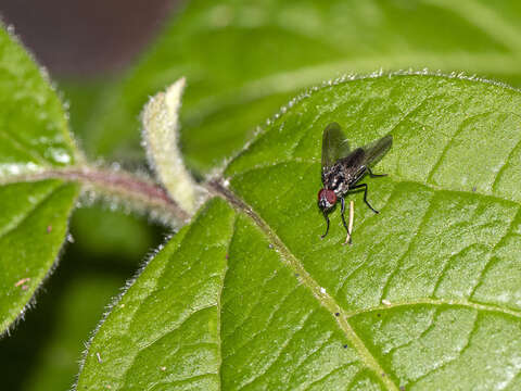 Image of Hylemya latevittata (Stein 1908)