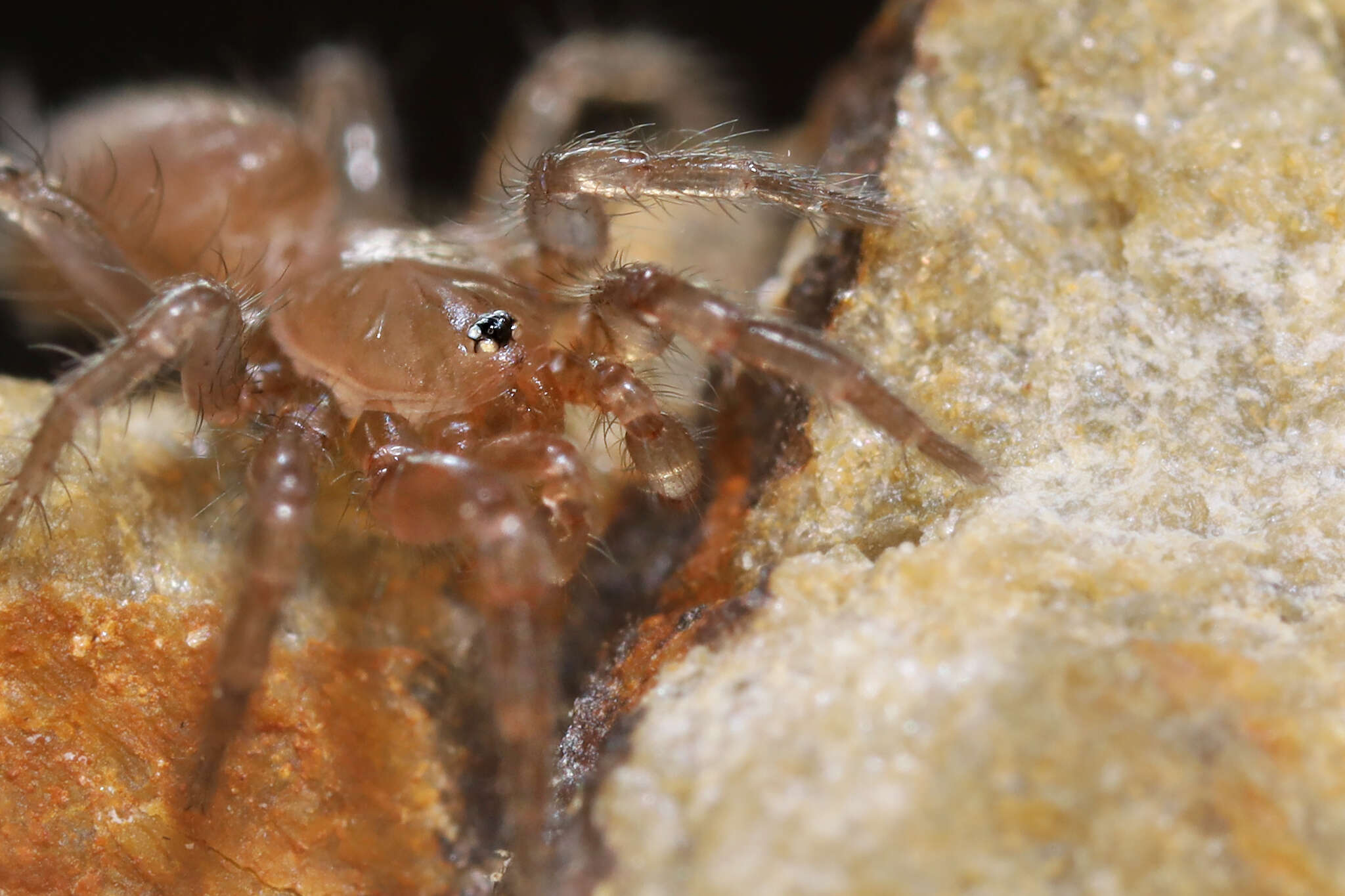 Image of Hexurella apachea Gertsch & Platnick 1979