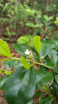 Erythroxylum coffeifolium Baill.的圖片