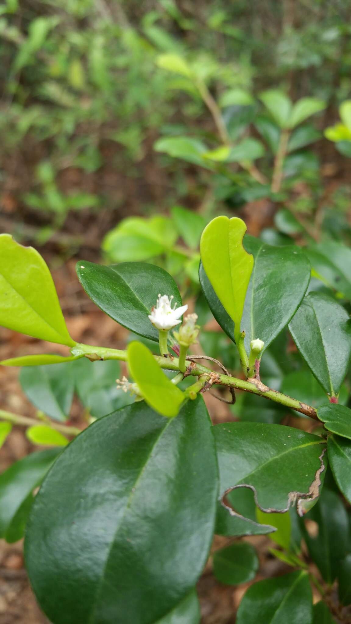 Erythroxylum coffeifolium Baill.的圖片