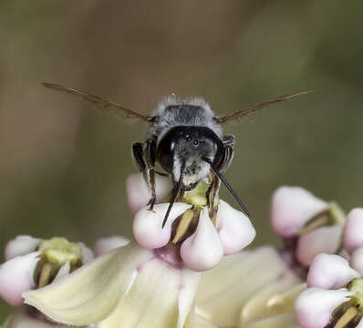 Image de Megachile lippiae Cockerell 1900