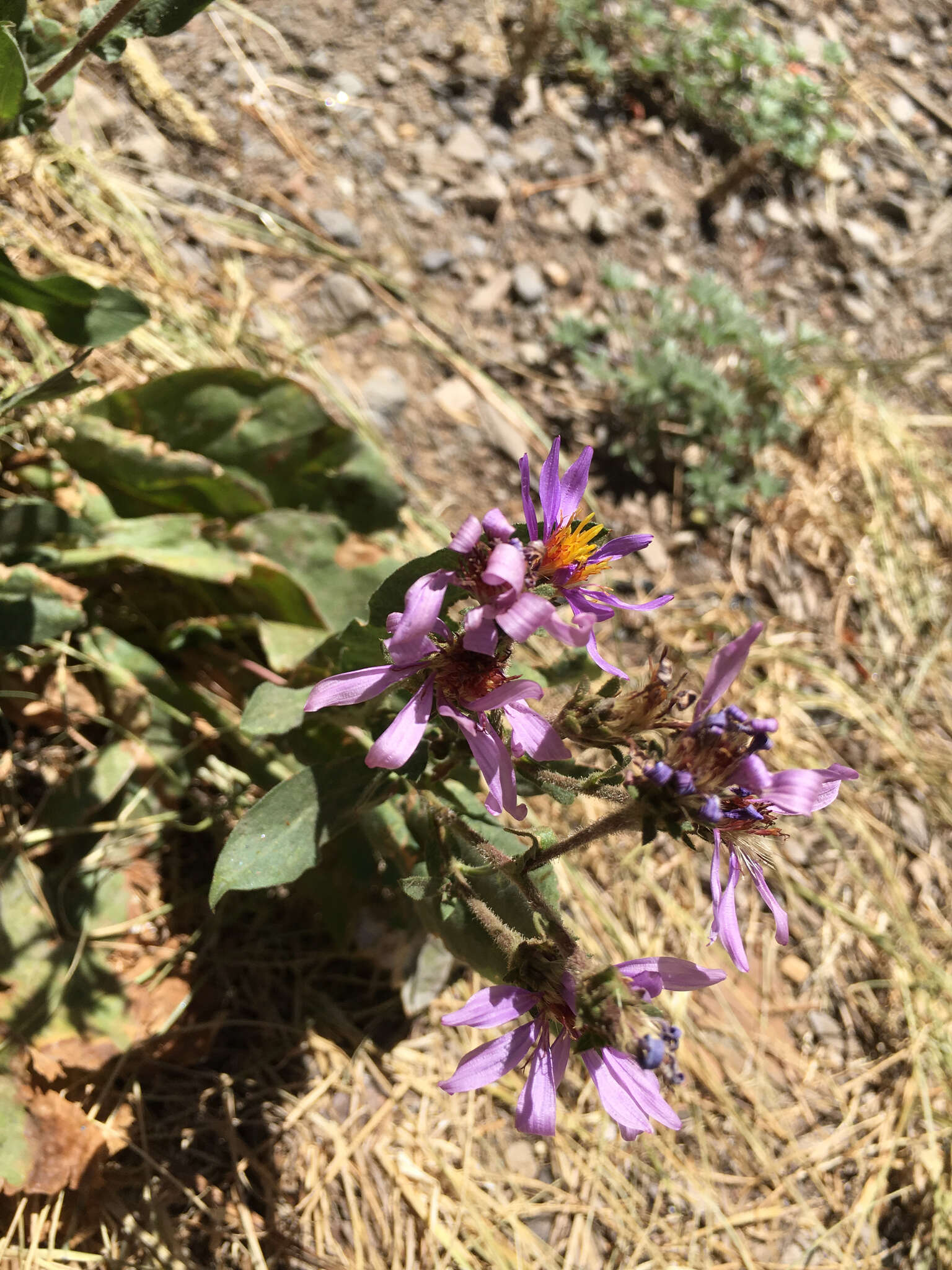 Eurybia integrifolia (Nutt.) G. L. Nesom resmi