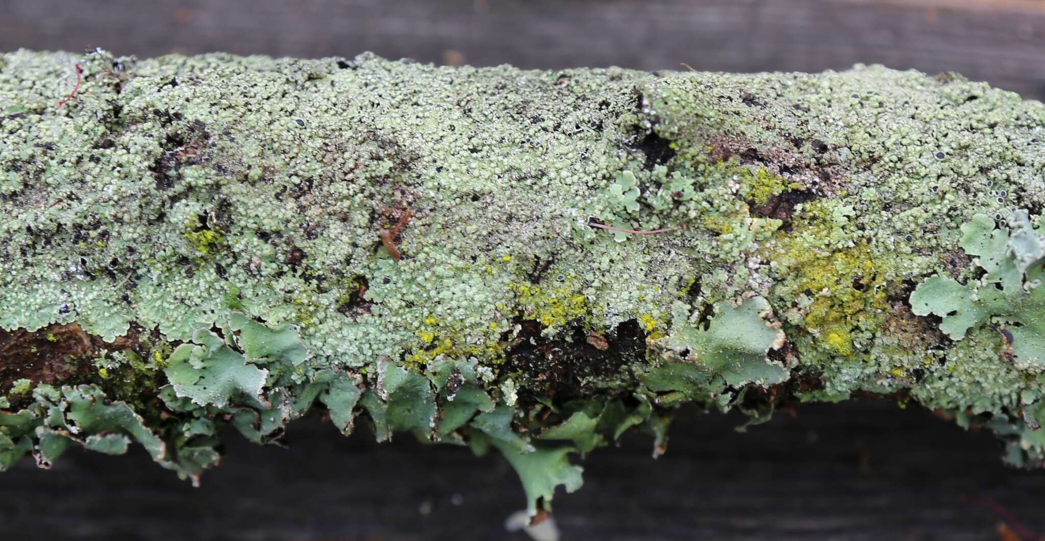 Image of dirinaria lichen