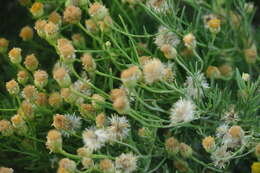 صورة Pulicaria glutinosa (Boiss.) Jaub. & Spach