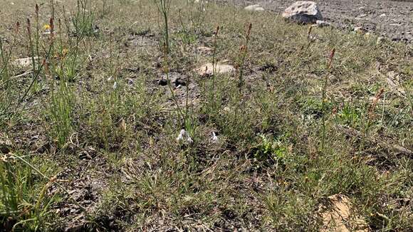 Image of Linaria nigricans Lange