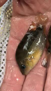 Image of Topaz cichlid