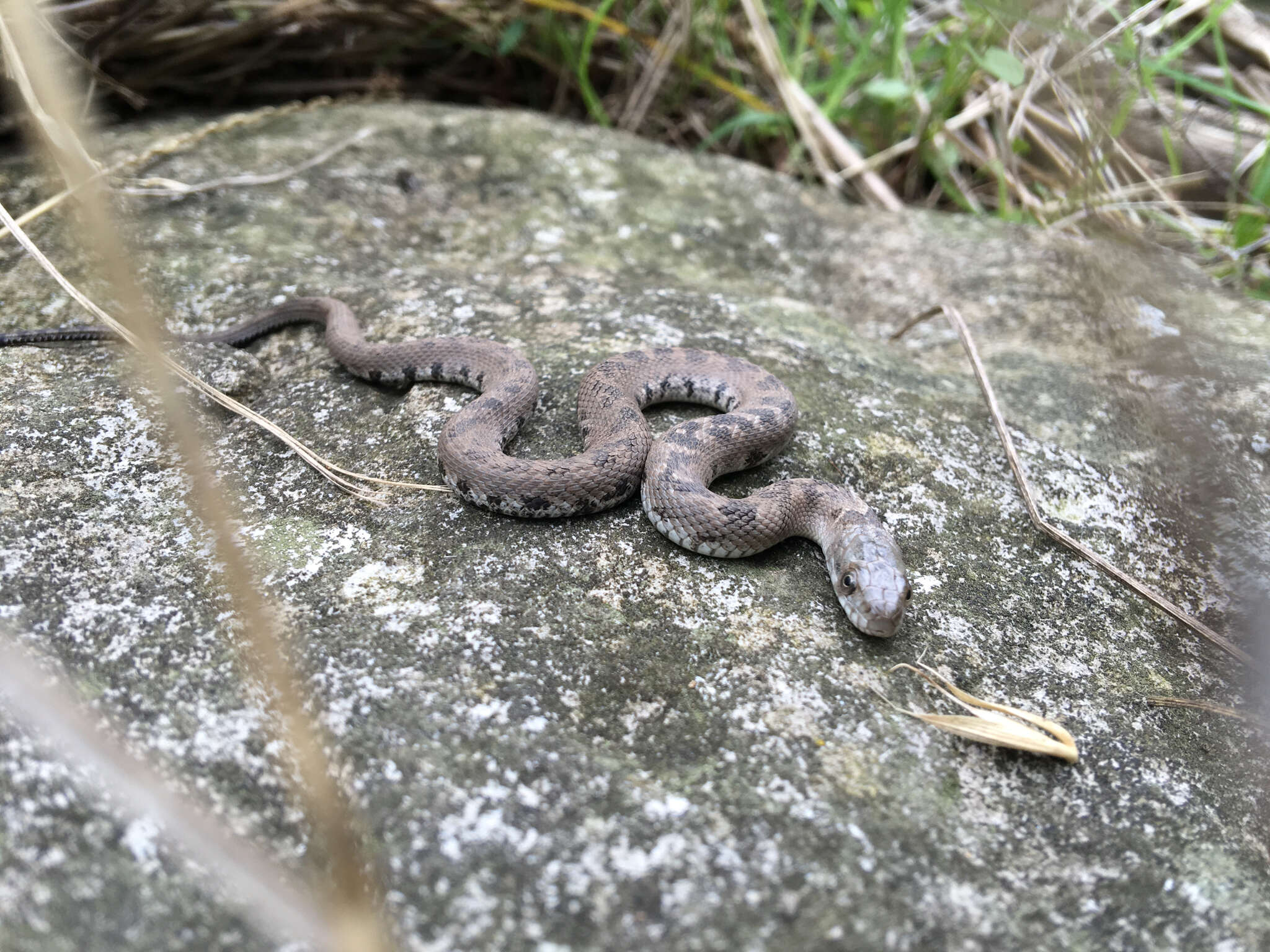 Image of Carolina Water Snake