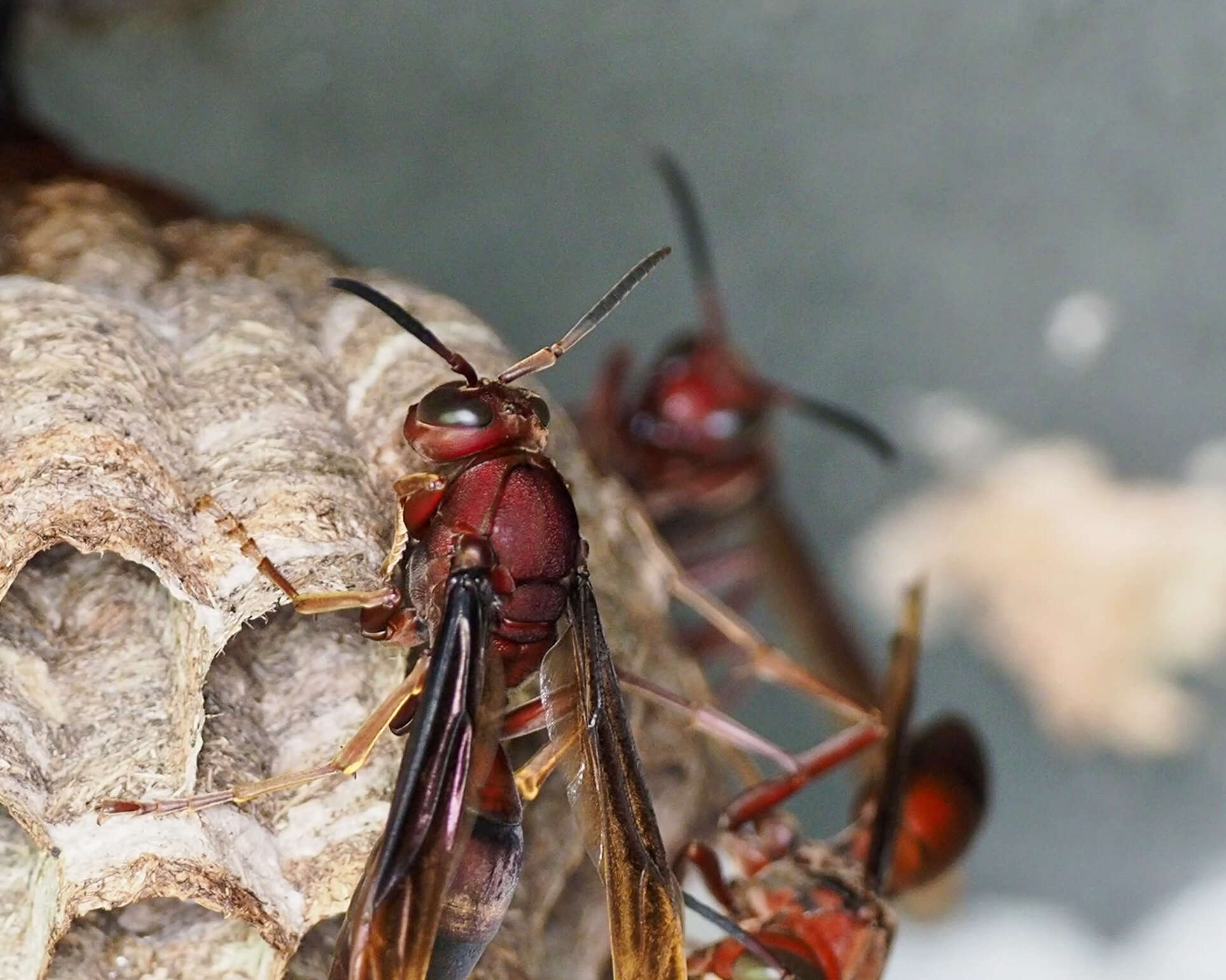 Image of Polistes tenebricosus Lepeletier 1836