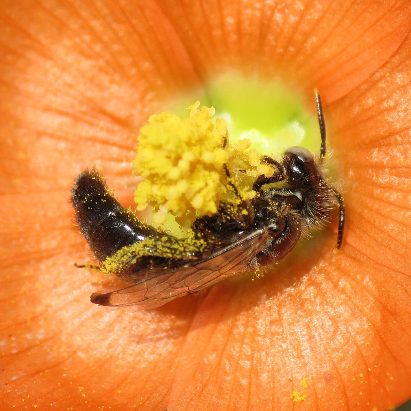 Image of Calliopsis subalpina Cockerell 1894