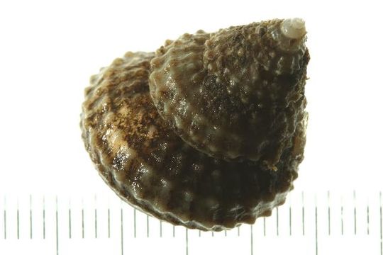 Image of <i>Cidarina cidaris</i> (Carpenter 1864)