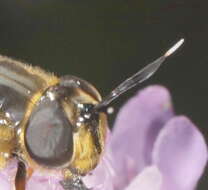 صورة Callicera aurata (Rossi 1790)