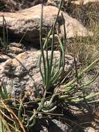 Image of Aloe chortolirioides var. woolliana (Pole-Evans) Glen & D. S. Hardy