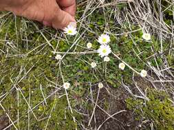 Image of <i>Brachyscome montana</i>