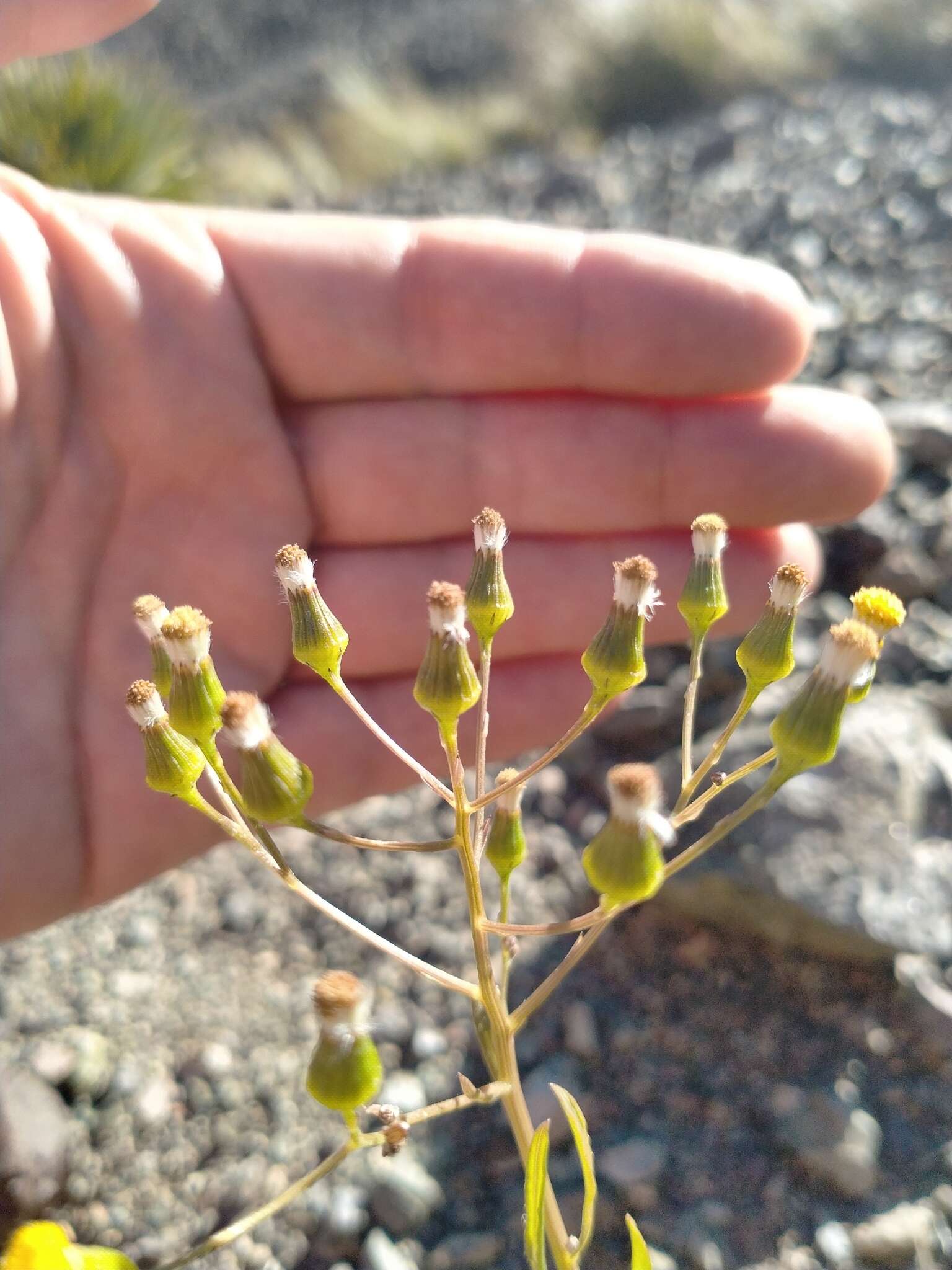 Image of Erechtites diversifolia Petrie.