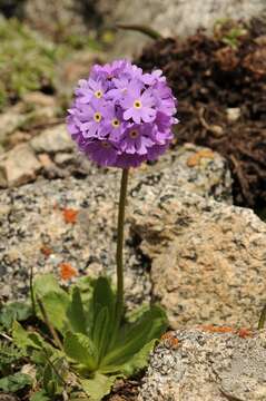 Image of Primula algida Adams