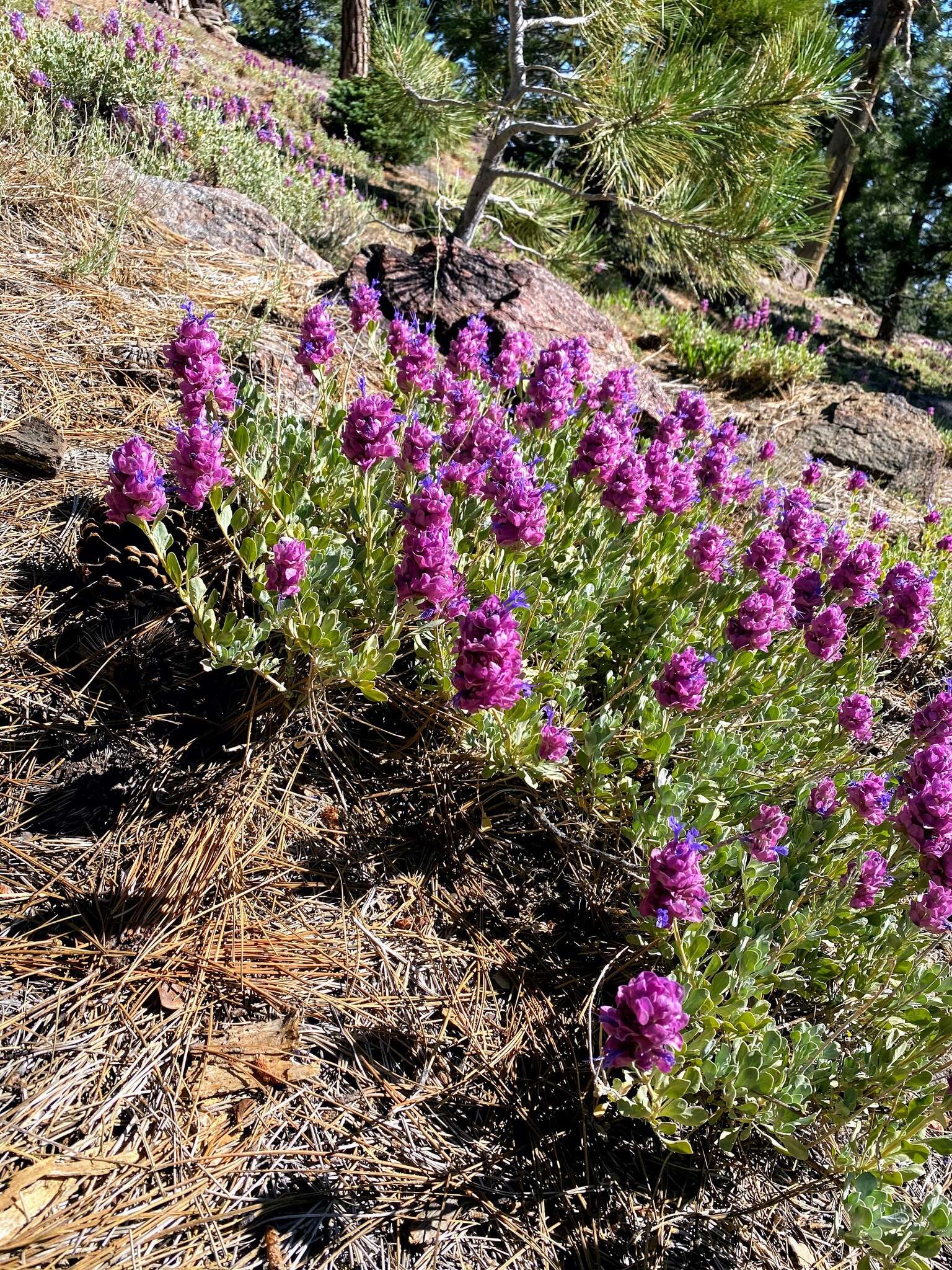 Sivun Salvia pachyphylla Epling ex Munz kuva