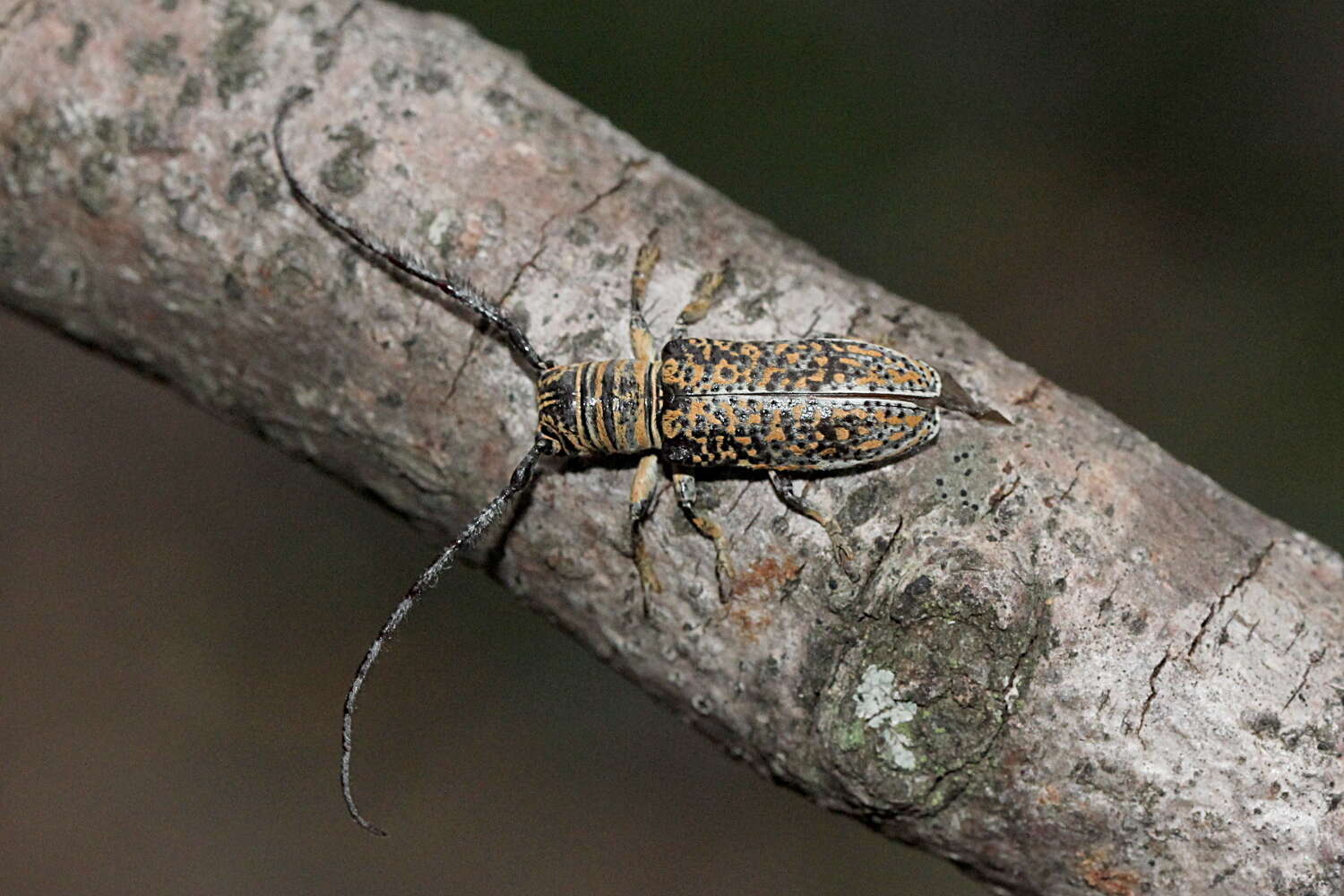 Image of Rhytiphora albocincta (Guérin-Méneville 1831)